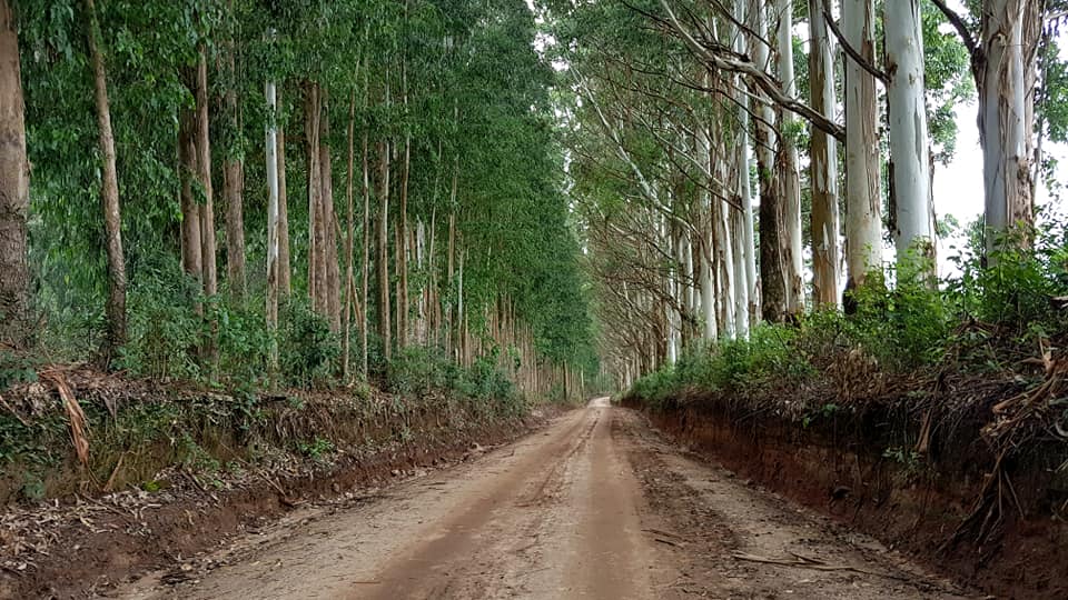 50863674_1967393680043138_1261607717911396352_n