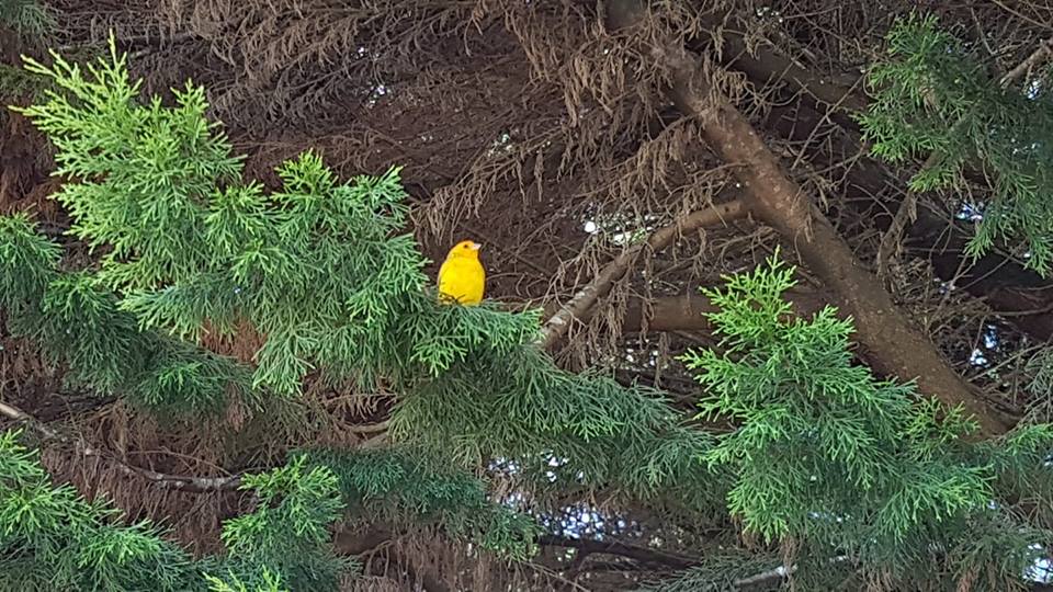 50886369_1971835062932333_7350496679226769408_n