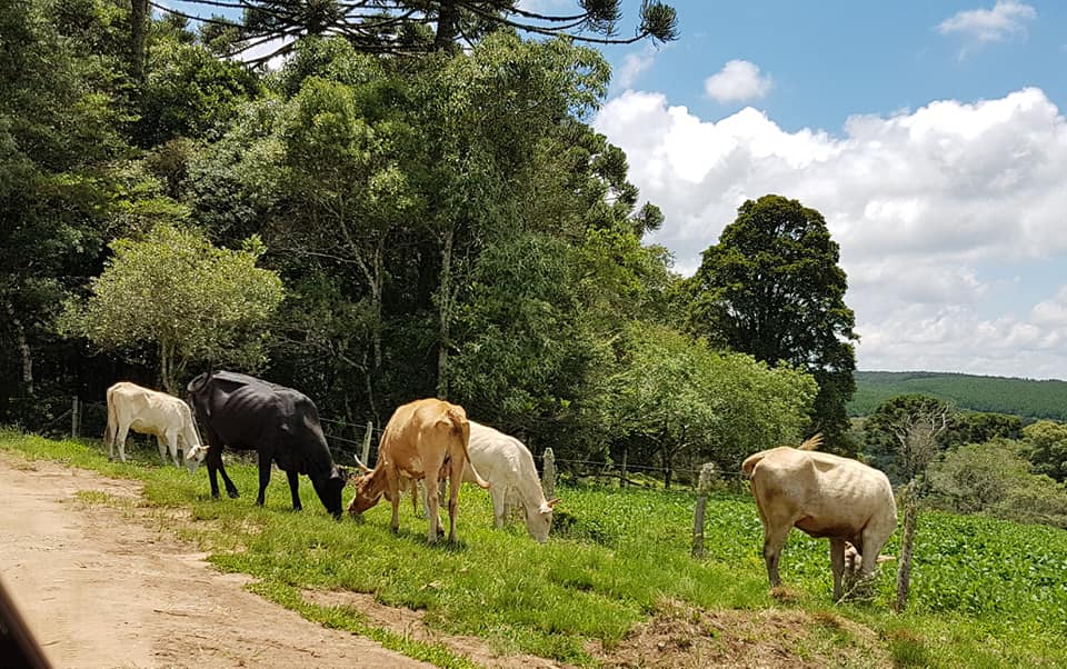 50931717_1970466973069142_7318491124102856704_n